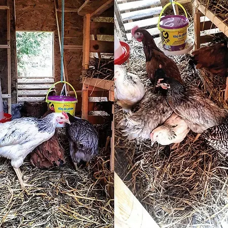 Smrek Sokolec * ルドビコビツェ・クウォツキエ