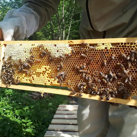 Smrek Sokolec カントリーハウス