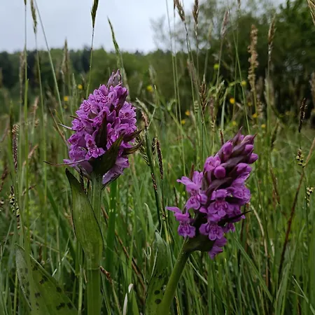 カントリーハウス Smrek Sokolec ルドビコビツェ・クウォツキエ