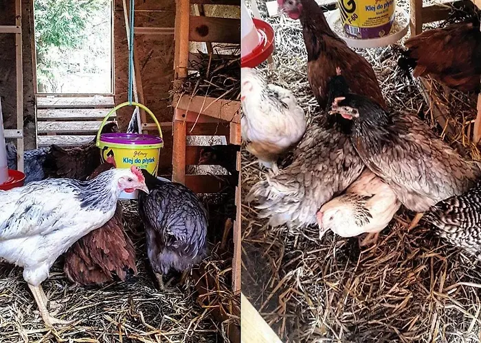 Smrek Sokolec * ルドビコビツェ・クウォツキエ