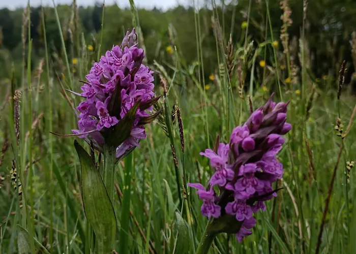 カントリーハウス Smrek Sokolec ルドビコビツェ・クウォツキエ